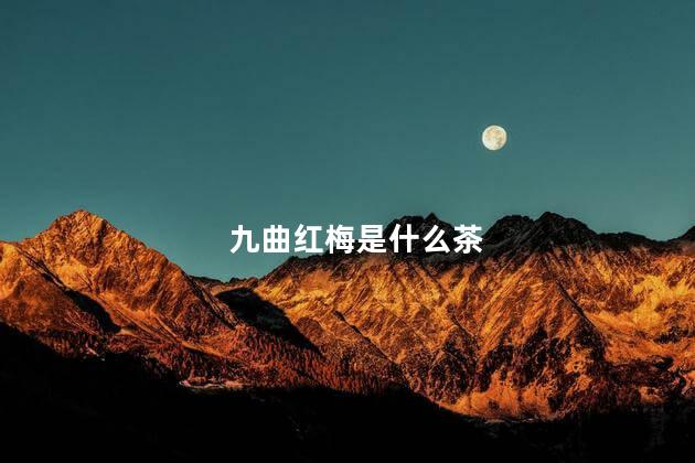 九曲红梅是什么茶