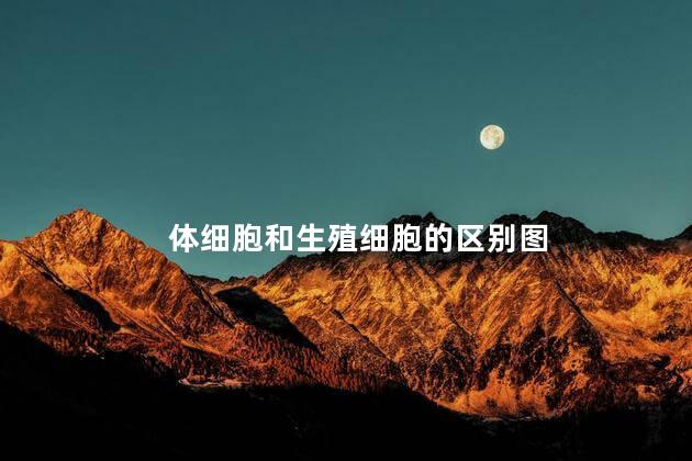 体细胞和生殖细胞的区别图