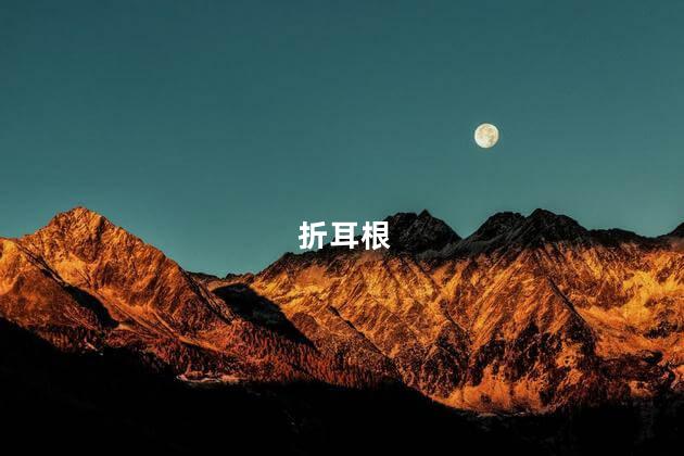 折耳根