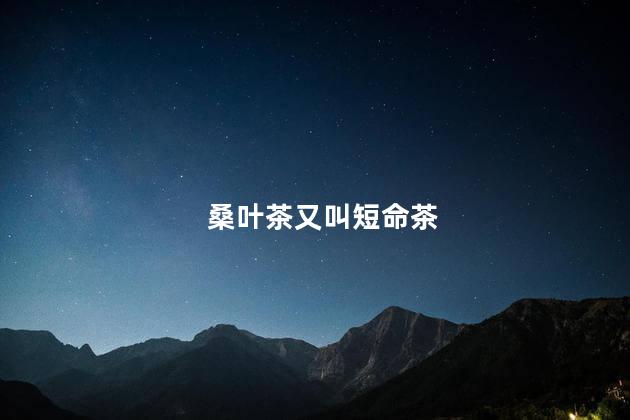 桑叶茶又叫短命茶