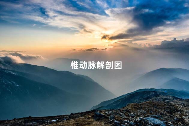 椎动脉解剖图