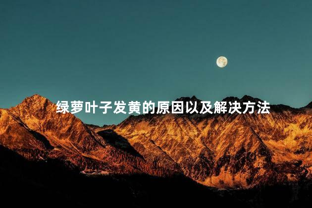 绿萝叶子发黄的原因以及解决方法