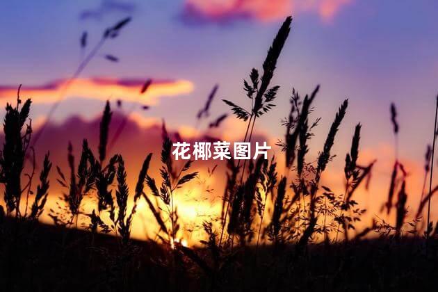 花椰菜图片