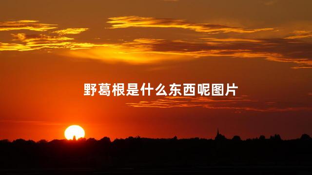 野葛根是什么东西呢图片